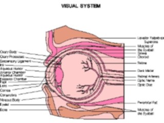 Sticker Custom Preview Image #014593 Anatomy Chart Eye