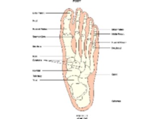 Sticker Custom Preview Image #014594 Anatomy Chart Foot