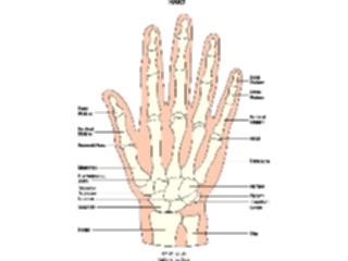 Sticker Custom Preview Image #014595 Anatomy Chart Hand