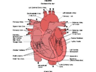 Sticker Custom Preview Image #014596 Anatomy Chart Heart