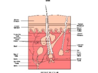 Sticker Custom Preview Image #014597 Anatomy Chart Skin
