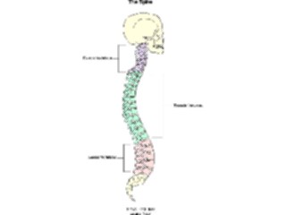 Sticker Custom Preview Image #014598 Anatomy Chart Spine
