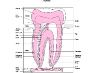 Sticker Custom Preview Image #014599 Anatomy Chart Tooth