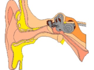 Sticker Custom Preview Image #014602 Anatomy Ear1