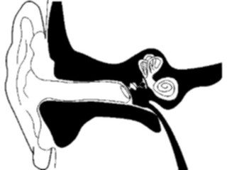 Sticker Custom Preview Image #014604 Anatomy Ear3