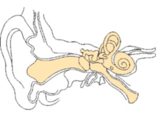 Sticker Custom Preview Image #014608 Anatomy Ear7