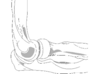 Sticker Custom Preview Image #014612 Anatomy Elbow1