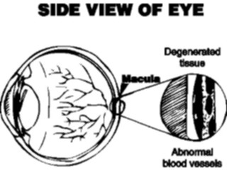 Sticker Custom Preview Image #014642 Anatomy Eye Diagram