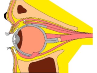 Sticker Custom Preview Image #014644 Anatomy Eye Inner1