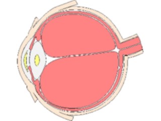 Sticker Custom Preview Image #014646 Anatomy Eye Inner3