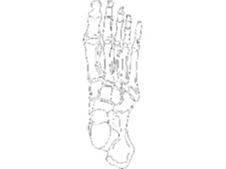 Sticker Custom Preview Image #014667 Anatomy Foot1