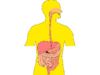 Sticker Custom Preview Image #014676 Anatomy Gastrointestinal2