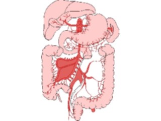 Sticker Custom Preview Image #014677 Anatomy Gastrointestinal3