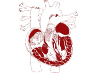 Sticker Custom Preview Image #014697 Anatomy Heart2