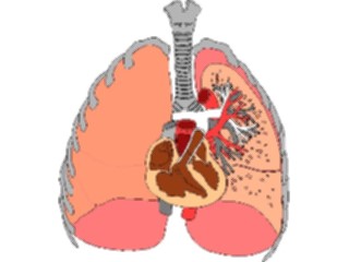 Sticker Custom Preview Image #014709 Anatomy Internal Organs3