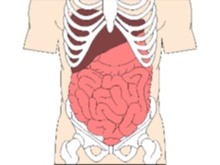 Sticker Custom Preview Image #014710 Anatomy Internal Organs4