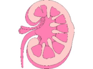 Sticker Custom Preview Image #014717 Anatomy Kidney2