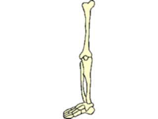 Sticker Custom Preview Image #014720 Anatomy Leg1