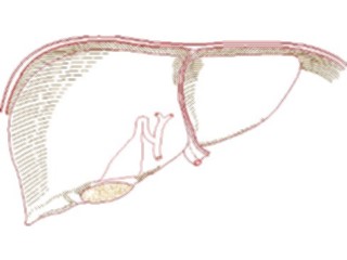 Sticker Custom Preview Image #014747 Anatomy Liver1