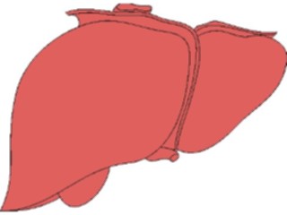 Sticker Custom Preview Image #014748 Anatomy Liver2