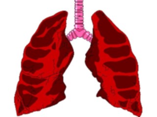 Sticker Custom Preview Image #014753 Anatomy Lungs Trachea1