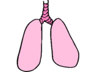 Sticker Custom Preview Image #014754 Anatomy Lungs Trachea2