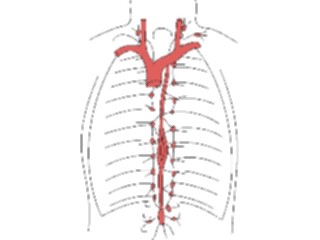 Sticker Custom Preview Image #014755 Anatomy Lymphatic System