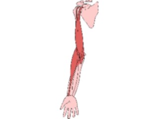 Sticker Custom Preview Image #014760 Anatomy Musculature Arm2