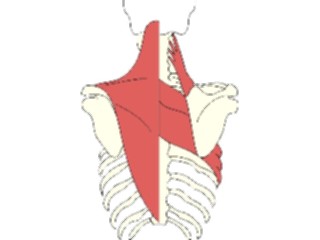 Sticker Custom Preview Image #014761 Anatomy Musculature Back1