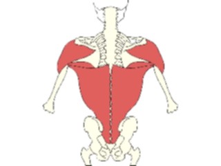 Sticker Custom Preview Image #014762 Anatomy Musculature Back2