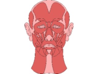 Sticker Custom Preview Image #014764 Anatomy Musculature Face