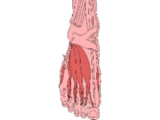 Sticker Custom Preview Image #014765 Anatomy Musculature Foot