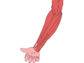 Sticker Custom Preview Image #014766 Anatomy Musculature Forearm1