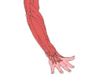 Sticker Custom Preview Image #014767 Anatomy Musculature Forearm2