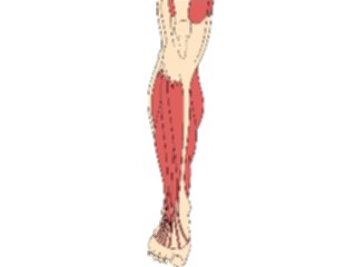 Sticker Custom Preview Image #014770 Anatomy Musculature Leg1