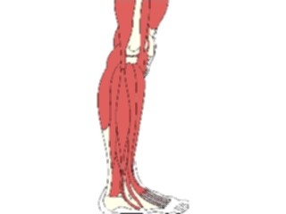 Sticker Custom Preview Image #014771 Anatomy Musculature Leg2