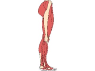 Sticker Custom Preview Image #014773 Anatomy Musculature Leg4