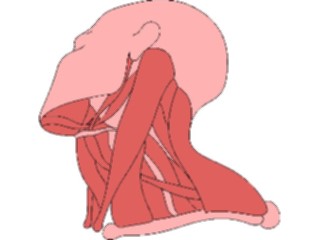 Sticker Custom Preview Image #014775 Anatomy Musculature Neck