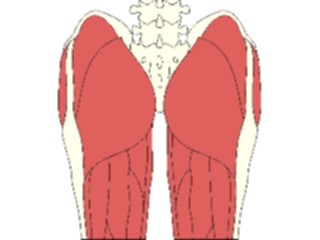 Sticker Custom Preview Image #014777 Anatomy Musculature Thigh1