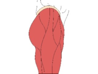 Sticker Custom Preview Image #014778 Anatomy Musculature Thigh2