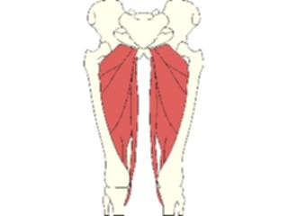 Sticker Custom Preview Image #014779 Anatomy Musculature Thigh3