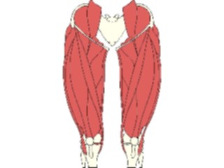 Sticker Custom Preview Image #014780 Anatomy Musculature Thigh4