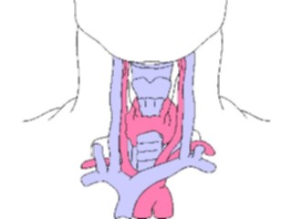 Sticker Custom Preview Image #014783 Anatomy Neck Throat