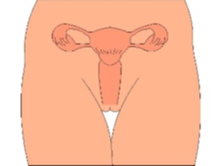 Sticker Custom Preview Image #014792 Anatomy Reproductive Female1