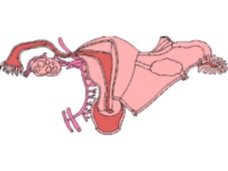 Sticker Custom Preview Image #014793 Anatomy Reproductive Female2