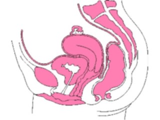 Sticker Custom Preview Image #014794 Anatomy Reproductive Female3