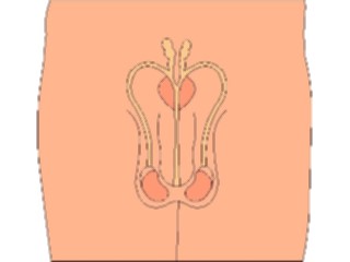 Sticker Custom Preview Image #014798 Anatomy Reproductive Male1