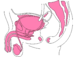 Sticker Custom Preview Image #014800 Anatomy Reproductive Male3