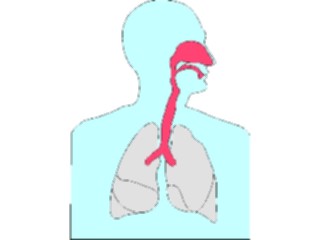 Sticker Custom Preview Image #014801 Anatomy Respiratory System1