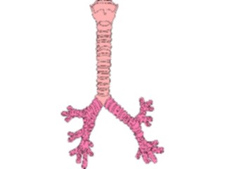 Sticker Custom Preview Image #014802 Anatomy Respiratory System2